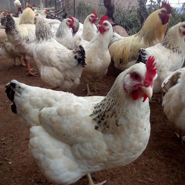 Hoe uw donatie kan groeien